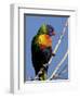 Green-Naped Lorikeet (Trichoglossus Haematodus Haematodus) in Captivity, Denver Zoo, Colorado-null-Framed Photographic Print