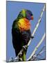 Green-Naped Lorikeet (Trichoglossus Haematodus Haematodus) in Captivity, Denver Zoo, Colorado-null-Mounted Photographic Print