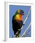 Green-Naped Lorikeet (Trichoglossus Haematodus Haematodus) in Captivity, Denver Zoo, Colorado-null-Framed Photographic Print