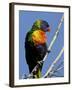 Green-Naped Lorikeet (Trichoglossus Haematodus Haematodus) in Captivity, Denver Zoo, Colorado-null-Framed Photographic Print