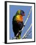 Green-Naped Lorikeet (Trichoglossus Haematodus Haematodus) in Captivity, Denver Zoo, Colorado-null-Framed Photographic Print