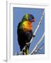 Green-Naped Lorikeet (Trichoglossus Haematodus Haematodus) in Captivity, Denver Zoo, Colorado-null-Framed Photographic Print