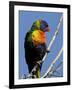 Green-Naped Lorikeet (Trichoglossus Haematodus Haematodus) in Captivity, Denver Zoo, Colorado-null-Framed Photographic Print