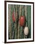 Green Nylon Fishing Net, Gooseberry Point, Bellingham, Washington-Roddy Scheer-Framed Photographic Print