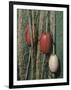 Green Nylon Fishing Net, Gooseberry Point, Bellingham, Washington-Roddy Scheer-Framed Photographic Print