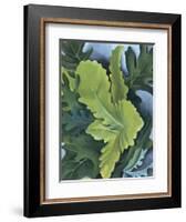 Green Oak Leaves, c.1923-Georgia O'Keeffe-Framed Art Print