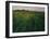 Green Oat Field-Félix Vallotton-Framed Giclee Print