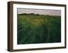 Green Oat Field-Félix Vallotton-Framed Giclee Print