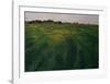 Green Oat Field-Félix Vallotton-Framed Giclee Print