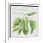 Green Olives-Jennifer Abbott-Framed Giclee Print