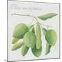 Green Olives-Jennifer Abbott-Mounted Giclee Print