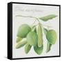 Green Olives-Jennifer Abbott-Framed Stretched Canvas