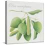 Green Olives-Jennifer Abbott-Stretched Canvas