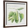 Green Olives-Jennifer Abbott-Framed Giclee Print