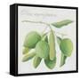 Green Olives-Jennifer Abbott-Framed Stretched Canvas