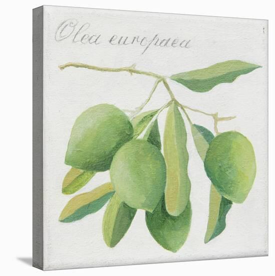 Green Olives-Jennifer Abbott-Stretched Canvas