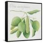 Green Olives-Jennifer Abbott-Framed Stretched Canvas