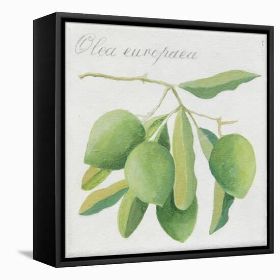 Green Olives-Jennifer Abbott-Framed Stretched Canvas