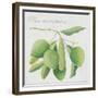 Green Olives-Jennifer Abbott-Framed Giclee Print