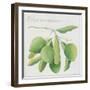 Green Olives-Jennifer Abbott-Framed Giclee Print