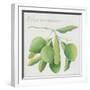 Green Olives-Jennifer Abbott-Framed Giclee Print