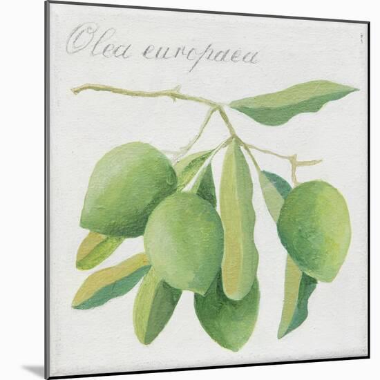 Green Olives-Jennifer Abbott-Mounted Giclee Print
