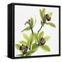 Green Orchid-Micha Pawlitzki-Framed Stretched Canvas