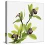 Green Orchid-Micha Pawlitzki-Stretched Canvas