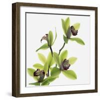 Green Orchid-Micha Pawlitzki-Framed Photographic Print