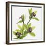 Green Orchid-Micha Pawlitzki-Framed Photographic Print