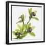 Green Orchid-Micha Pawlitzki-Framed Photographic Print