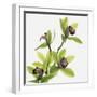 Green Orchid-Micha Pawlitzki-Framed Photographic Print