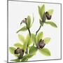 Green Orchid-Micha Pawlitzki-Mounted Photographic Print