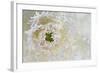 Green Ornamental I-Dana Styber-Framed Photographic Print