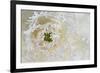 Green Ornamental I-Dana Styber-Framed Photographic Print