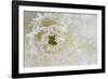 Green Ornamental I-Dana Styber-Framed Photographic Print