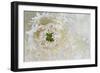 Green Ornamental I-Dana Styber-Framed Photographic Print