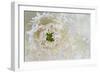 Green Ornamental I-Dana Styber-Framed Photographic Print