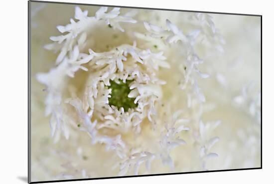 Green Ornamental I-Dana Styber-Mounted Photographic Print