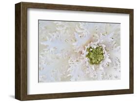 Green Ornamental II-Dana Styber-Framed Photographic Print