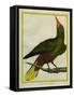 Green Oropendola-Georges-Louis Buffon-Framed Stretched Canvas
