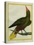 Green Oropendola-Georges-Louis Buffon-Stretched Canvas