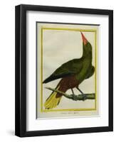 Green Oropendola-Georges-Louis Buffon-Framed Giclee Print