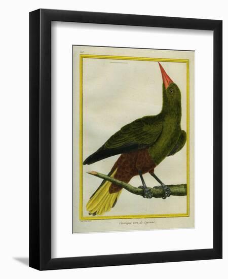 Green Oropendola-Georges-Louis Buffon-Framed Giclee Print