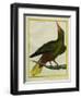 Green Oropendola-Georges-Louis Buffon-Framed Giclee Print