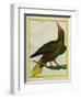 Green Oropendola-Georges-Louis Buffon-Framed Giclee Print