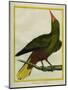 Green Oropendola-Georges-Louis Buffon-Mounted Giclee Print