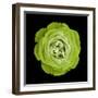 Green Ose Flower. Black Isolated Background with Clipping Path. Nature. Closeup No Shadows. Nature.-Fnadya76-Framed Photographic Print