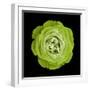 Green Ose Flower. Black Isolated Background with Clipping Path. Nature. Closeup No Shadows. Nature.-Fnadya76-Framed Photographic Print