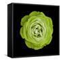 Green Ose Flower. Black Isolated Background with Clipping Path. Nature. Closeup No Shadows. Nature.-Fnadya76-Framed Stretched Canvas